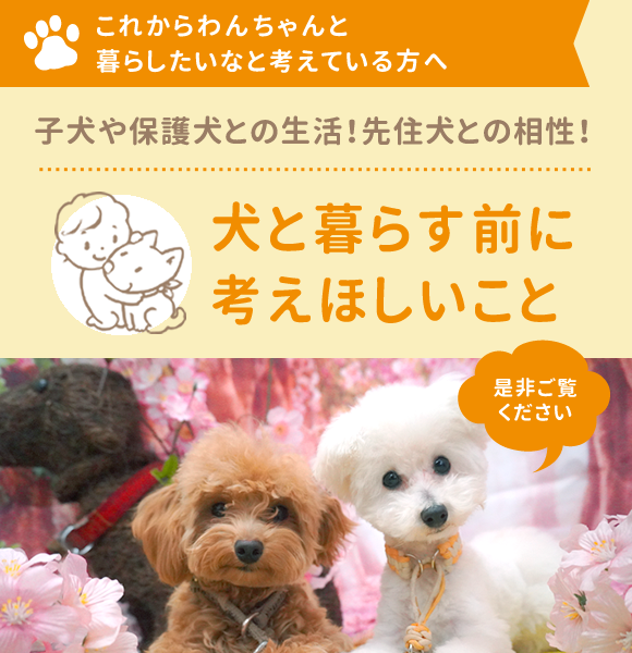 子犬や保護犬との生活!先住犬との相性!犬と暮らす前に考えほしいこと